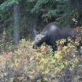 I think I could have hand fed this moose, just pulling your leg