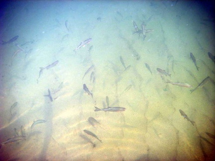 Underwater shot of the Northern Pikeminnow?