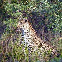 South African Safari