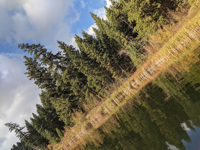 Calm Lake Eagle tree.jpg