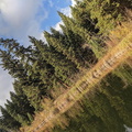 Calm Lake Eagle tree.jpg