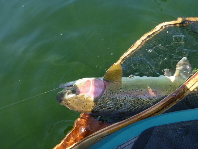 Good sized bow with the fly sticking out of his yap