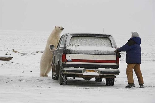 polar_bear_alaska.jpg