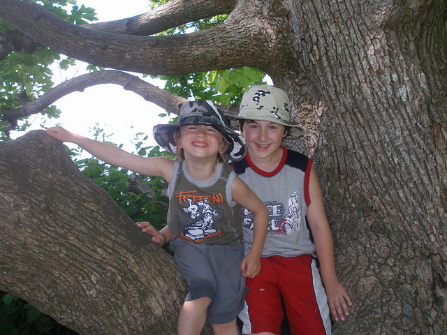 Break time in the shade of an old maple.