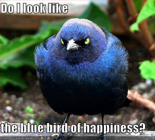 Bluebird_of_Happiness.jpg