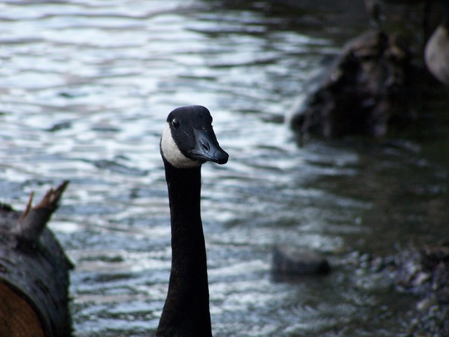 Goose_at_Ross_lake.jpg