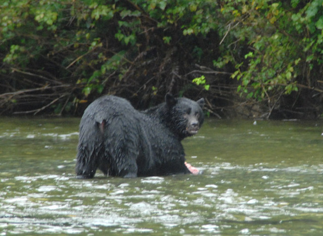Black_bear_catching_salmon_2.jpg