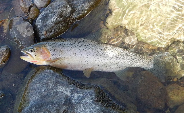 Nice cutthroat 1