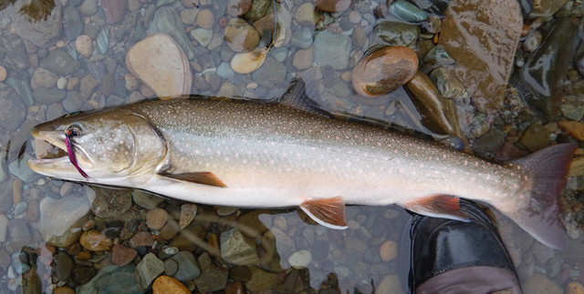 Bull trout on streamer