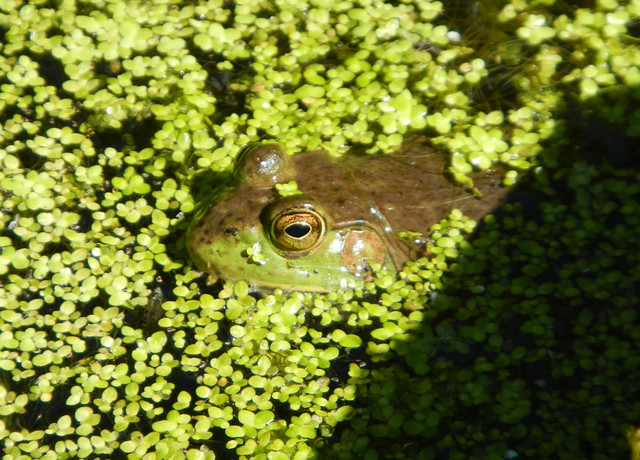 Little_Green_frog_1.jpg