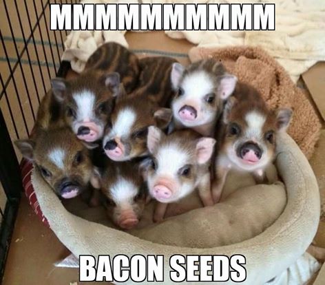 Bacon_seeds.jpg