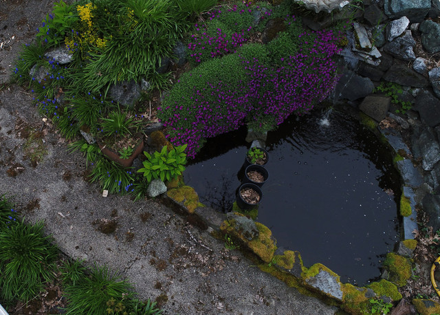 Pond_from_drone_1.jpg
