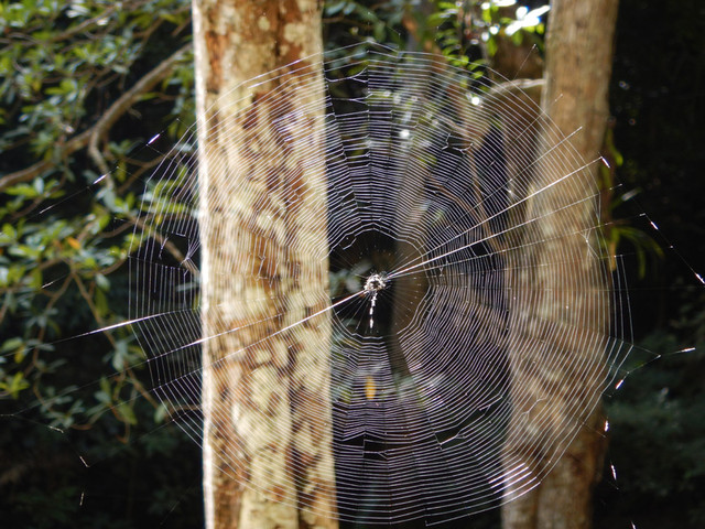 Spider_web.jpg