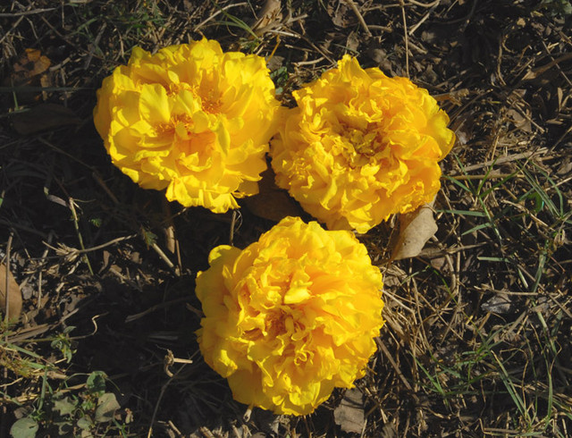 yellow_flowers_1.jpg