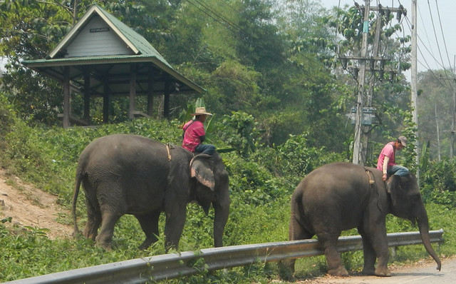Elephants_crossing.jpg