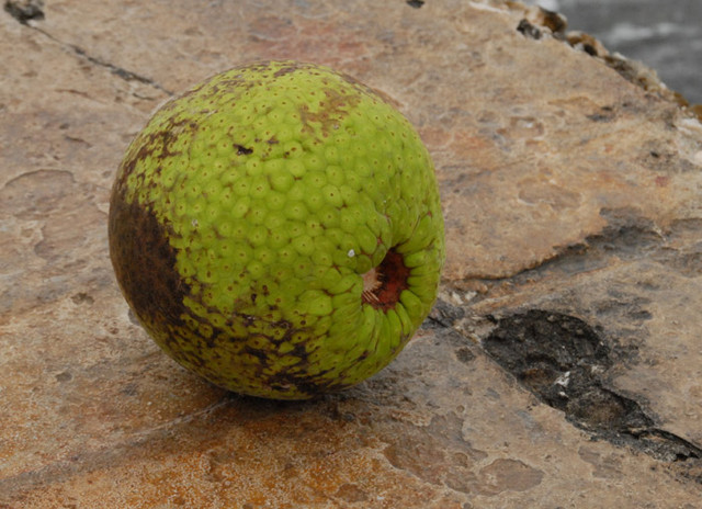Breadfruit.jpg