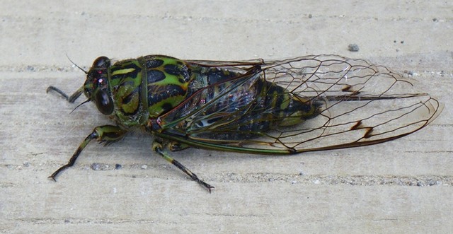 Cicada_NZ.jpg