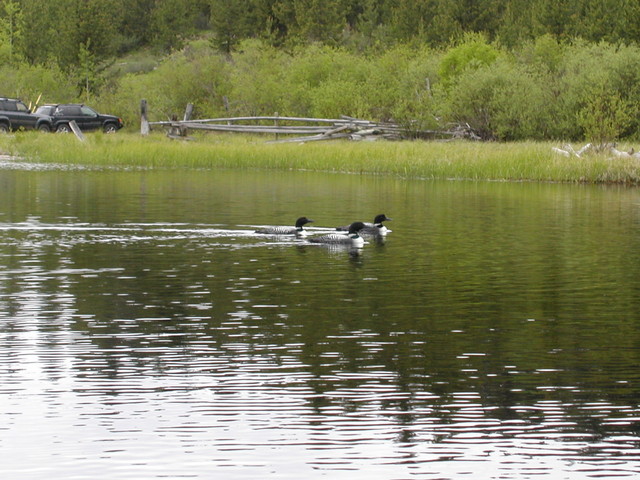 Adam and the Loons