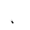 bug_animated.gif