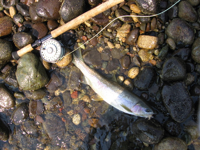 Thompson trout