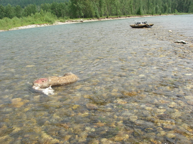 Deer carcass upstream from pontoon boat