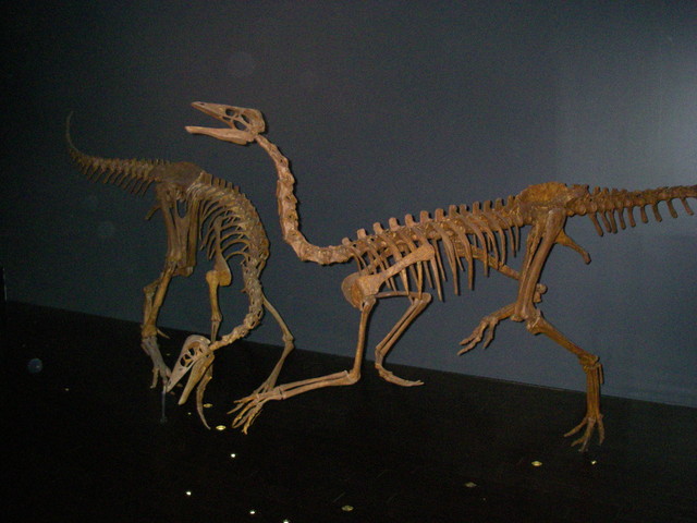 Raptors at the Royal Tyrrell Museum in Drumheller.