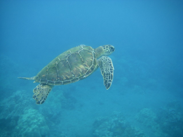 Maui turtle