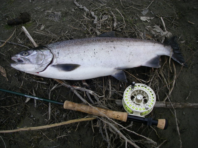 Nice hatchery coho