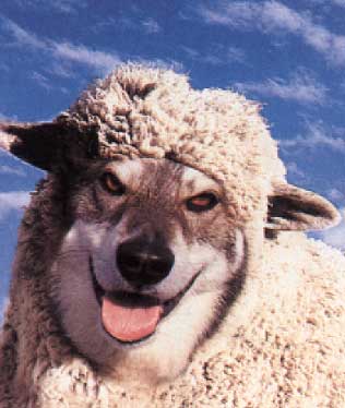 wolves_in_sheeps_clothing1.jpg