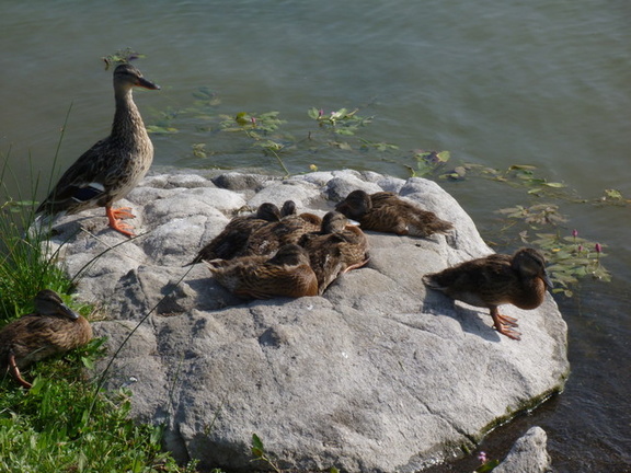 Mother duck was trusting enough to let me sit with her and the ducklings