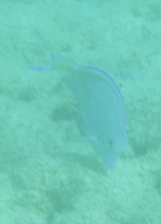 Under water 012