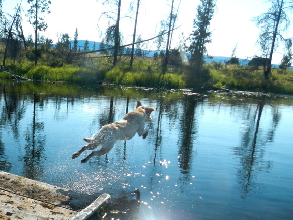 Sadie leaping off dock