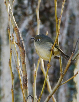 Huttons Vireo 2