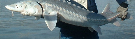 My first sturgeon is to the boat.
