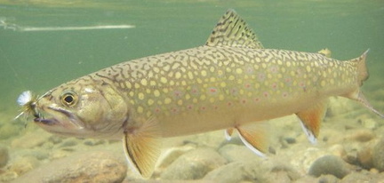 Brooktrout 
