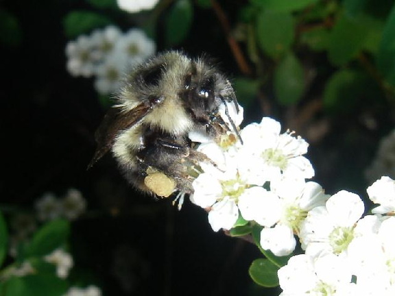 Bee 1a.jpg