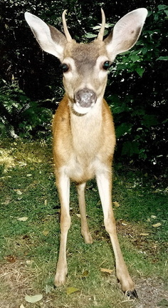 deer- 08 93